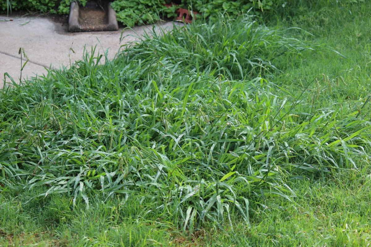Green Dream Lawns weed control service for a Central Texas property